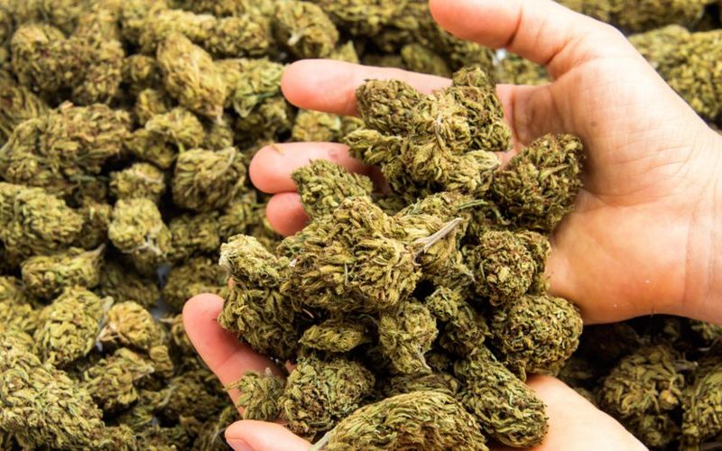 رابطۀ علف و هنر